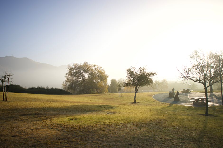 A bright, sunny park scene with a gently sloping grassy area in the foreground and a few scattered trees with sparse foliage. In the background, there are more trees and a raised circular platform with wooden benches and stone sculptures, possibly for seating or resting. The park is surrounded by distant hills or mountains that are slightly obscured by morning or late afternoon mist or haze. The sunlight creates a warm glow, illuminating the scene softly. Although the image primarily depicts an outdoor park environment, the context of house removals and moving services could be related to the outdoor area used for staging or loading during a home relocation process, as indicated by the natural setting and open space.